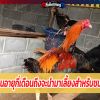 ไก่ชนอายุกี่เดือนถึงจะนำมาเลี้ยงสำหรับชนได้