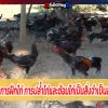 เทคนิคการฝึกไก่ การปล้ำไก่และซ้อมไก่เป็นสิ่งจำเป็นอย่างยิ่ง