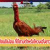 ลักษณะ ไก่ชนไซง่อน ที่ดีตามตำหรับโหวงเฮ้งชาวเวียดนาม