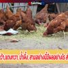 กล้วยน้ำว้า,แตงกวา, น้ำผึ้ง, สามอย่างนี้มีผลอย่างไร สำคัญไฉน