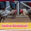 ไก่ชนที่ควรหาซื้อโดยไม่ต้องปล้ำ