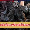 โรคฝีดาษไก่ชน โรคระบาดที่พบมากในไก่ชน และการรักษา