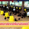 หลักในการให้อาหาร ไก่ชน พื้นบ้านมีดังต่อไปนี้