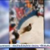 เชียนไก่ชนไม่สนโควิต เปิดบ่อน 