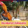 ไก่ชนเหลืองหางขาว กับลักษณะสุดเจ๋ง