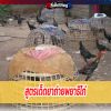 สูตรเด็ดยาถ่ายพยาธิไก่