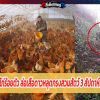 หางโจวปล่อยไก่ร้อยตัว ล่อเสือดาวหลุดกรงสวนสัตว์ 3 สัปดาห์แล้วยังจับไม่ได้