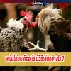 พนันไก่ชน คืออะไร มีวิธีเล่นอย่างไร ?
