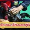 การดูแลไก่ชน หลังชนมา เมื่อไก่ชนชนะมาควรปฏิบัติอย่างไร