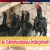 จับ 5 ลักษณะเด่นของ ไก่ประดู่หางดำ