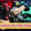 ความรู้เรื่องไก่ชน วิธีรักษาไก่ลงพื้น เท้าเป็นแผล