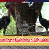 4 เทคนิคการเลี้ยงไก่ป่าก๋อย ฉบับจิกไม่ปล่อย