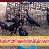 การเลี้ยง ไก่ชน ให้ได้ผลดี