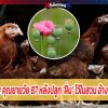 ทีเด็ดไก่ชนตำรวจจีนรวบ คุณยายวัย 87 หลังปลูก 'ฝิ่น’ ไว้ในสวน อ้างเอาไว้ให้ไก่กิน