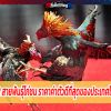2 สายพันธุ์ไก่ชน ราคาค่าตัวดีที่สุดของประเทศไทย