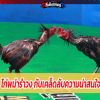 ไก่พม่ารำวง กับเคล็ดลับความน่าสนใจ