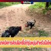 เทคนิคการคัดเลือกซื้อไก่รุ่นหนุ่มสำหรับมือใหม่