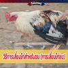 วิธีการเลี้ยงไก่สำหรับชน (การเลี้ยงไก่ชน)