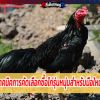 เทคนิคการคัดเลือกซื้อไก่รุ่นหนุ่มสำหรับมือใหม่