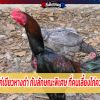 ไก่เขียวหางดำ กับลักษณะพิเศษ ที่คนเลี้ยงไก่ควรรู้