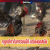 กฎกติกาในการชนไก่ เเต่ละยุคสมัย