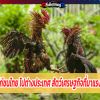 การส่งไก่ชนไทย ไปต่างประเทศ สัตว์เศรษฐกิจที่มาแรงขณะนี้ 