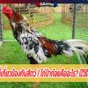 ไก่ป่าก๋อยคืออะไร? มีวิธีดูยังไงบ้าง?