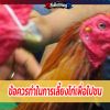 ข้อควรทำในการเลี้ยงไก่เพื่อไปชน