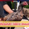 การแข่งขันที่เกี่ยวข้องกับสัตว์ / ไก่เยียร์ กับ 5 ลักษณะเด่นที่น่าติดตาม