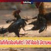 การแข่งขันที่เกี่ยวข้องกับสัตว์ / ไก่ตี คืออะไร มีความหมายอย่างไร