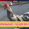 ทำความรู้จัก ทีเด็ด ไก่พม่าง่อน