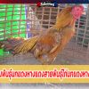 ไก่ชนพันธุ์นกแดงหางแดงสายพันธุ์ไก่นกแดงหางแดง