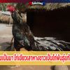 ประวัติความเป็นมา ไก่เขียวเลาหางขาวเป็นไก่พันธุ์แท้แต่โบราณ