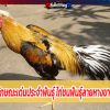  ลักษณะเด่นประจำพันธุ์ ไก่ชนพันธุ์ลายหางขาว