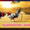 การแข่งขันที่เกี่ยวข้องกับสัตว์ / พนันไก่ชน