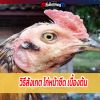 วิธีสังเกต ไก่หน้าซีด เบื้องต้น