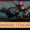 การแข่งขันที่เกี่ยวข้องกับสัตว์ / 3 วิธี ดูไก่ชน เพื่อกลบจุดด้อย