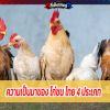 ความเป็นมาของ ไก่ชน ไทย 4 ประเภท