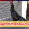 ไก่ชนพันธุ์ประดู่หางดำ 