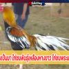 ความเป็นมา ไก่ชนพันธุ์เหลืองหางขาว ไก่ชนพระนเรศ