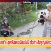เจ้าของพ่อพันธ์ไก่ชนเศร้า...งูเหลือมยาวกว่า 4 เมตรเขมือบไป2 ตัว