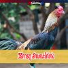 3 วิธีดู ลักษณะไก่เก่ง