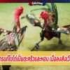 การแก้ไขไก่เป็นตะคริวและหอบ เมื่อลงสังเวียน