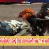 เลี้ยงไก่ชนต้องรู้ ตำราวิชาแข้งไก่ชน 