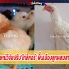 ม.วลัยลักษณ์วิจัยปรับ‘ไก่ลิกอร์’ พื้นเมืองลูกผสมสายพันธุ์ใหม่