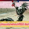 เทคนิคดูไก่ชนแบบขั้นเทพลักษณะไก่ที่ใช้ไม่ได้ เซียนไก่ต้องรู้