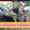 หนุ่มยโสธร เพาะพันธุ์ไก่ไข่ไลท์ซัซเซค ทำเป็นอาชีพเสริม สร้างรายได้ดี