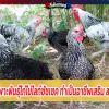 หนุ่มยโสธร เพาะพันธุ์ไก่ไข่ไลท์ซัซเซค ทำเป็นอาชีพเสริม สร้างรายได้ดี