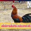  เคล็ดลับการเลี้ยงไก่ชน ชนในเวลากลางคืน