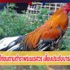 ไก่ชนตามตำราพระนเรศวร เลี้ยงประดับบารมี